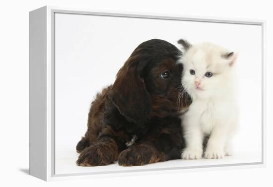 Cockerpoo Puppy and Ragdoll-Cross Kitten-Mark Taylor-Framed Premier Image Canvas