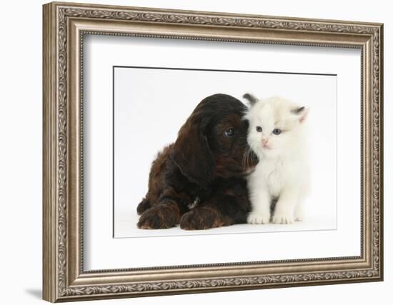 Cockerpoo Puppy and Ragdoll-Cross Kitten-Mark Taylor-Framed Photographic Print