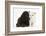 Cockerpoo Puppy and Ragdoll-Cross Kitten-Mark Taylor-Framed Photographic Print