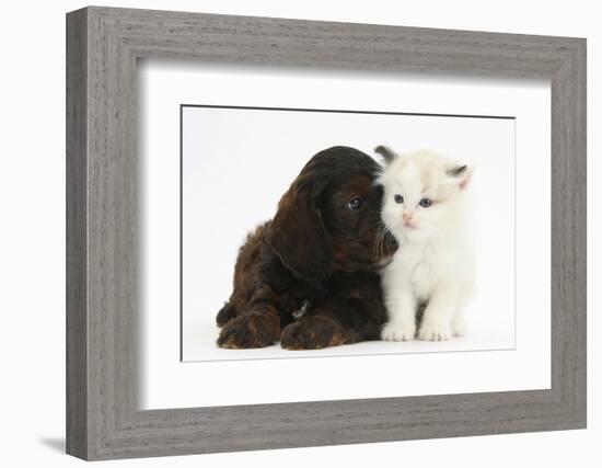 Cockerpoo Puppy and Ragdoll-Cross Kitten-Mark Taylor-Framed Photographic Print