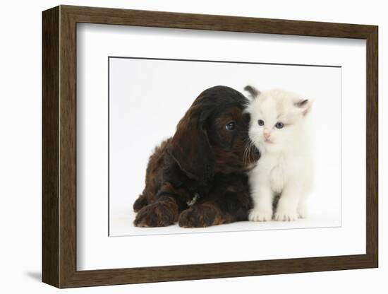 Cockerpoo Puppy and Ragdoll-Cross Kitten-Mark Taylor-Framed Photographic Print