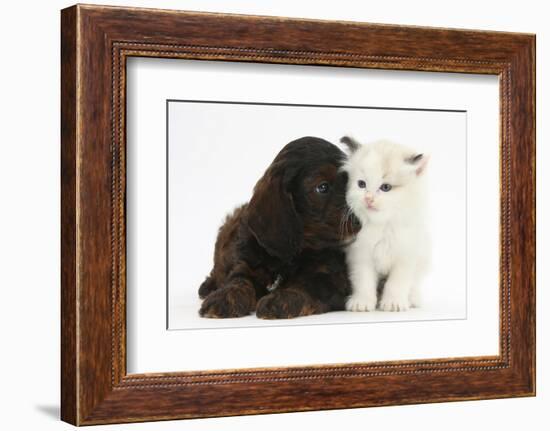 Cockerpoo Puppy and Ragdoll-Cross Kitten-Mark Taylor-Framed Photographic Print