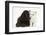 Cockerpoo Puppy and Ragdoll-Cross Kitten-Mark Taylor-Framed Photographic Print