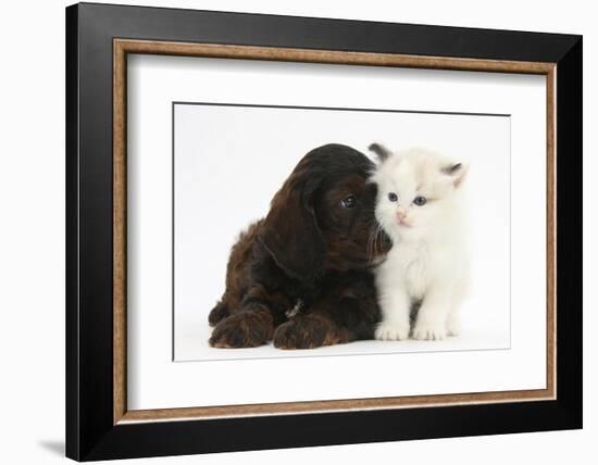 Cockerpoo Puppy and Ragdoll-Cross Kitten-Mark Taylor-Framed Photographic Print