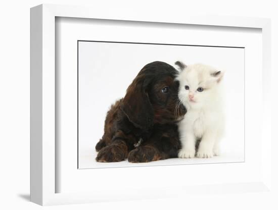 Cockerpoo Puppy and Ragdoll-Cross Kitten-Mark Taylor-Framed Photographic Print