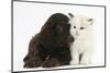 Cockerpoo Puppy and Ragdoll-Cross Kitten-Mark Taylor-Mounted Photographic Print
