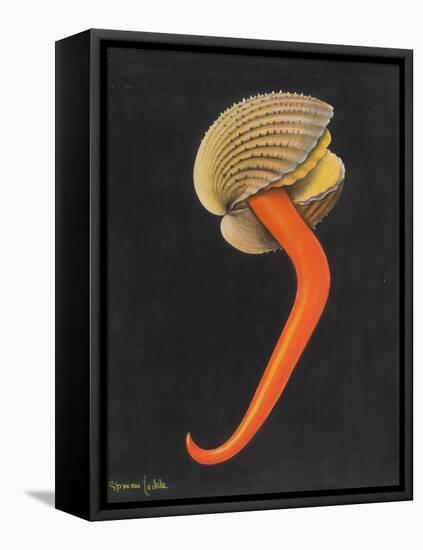 Cockle-Philip Henry Gosse-Framed Premier Image Canvas