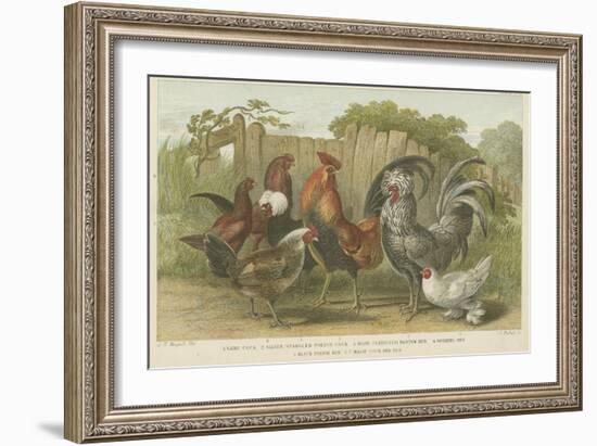 Cocks and Hens-null-Framed Giclee Print