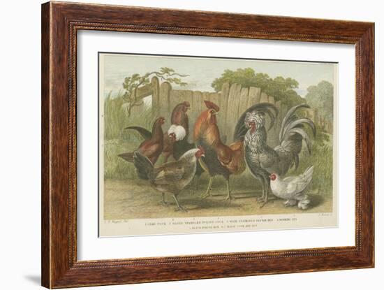 Cocks and Hens-null-Framed Giclee Print