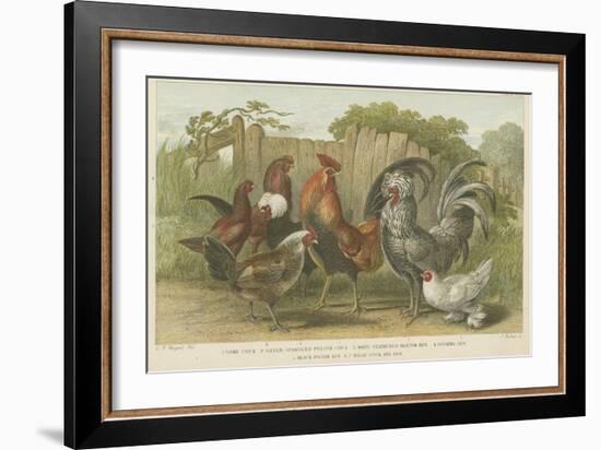 Cocks and Hens-null-Framed Giclee Print