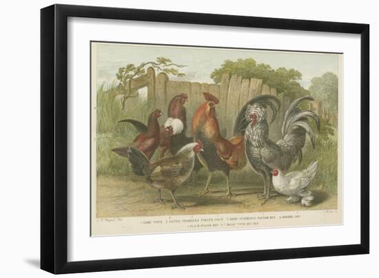 Cocks and Hens-null-Framed Giclee Print