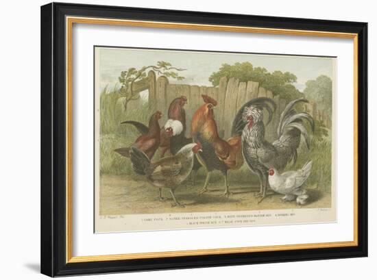 Cocks and Hens-null-Framed Giclee Print