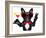 Cocktail Party Dog-Javier Brosch-Framed Photographic Print