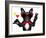 Cocktail Party Dog-Javier Brosch-Framed Photographic Print
