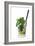 Cocktail-Fabio Petroni-Framed Photographic Print