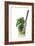 Cocktail-Fabio Petroni-Framed Photographic Print