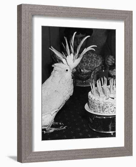 Cocky the Cockatoo's Birthday-null-Framed Photographic Print