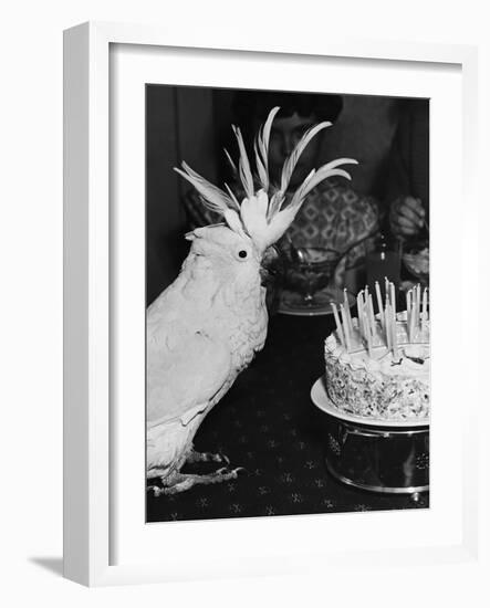 Cocky the Cockatoo's Birthday-null-Framed Photographic Print