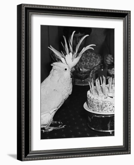 Cocky the Cockatoo's Birthday-null-Framed Photographic Print