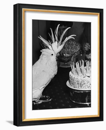 Cocky the Cockatoo's Birthday-null-Framed Photographic Print