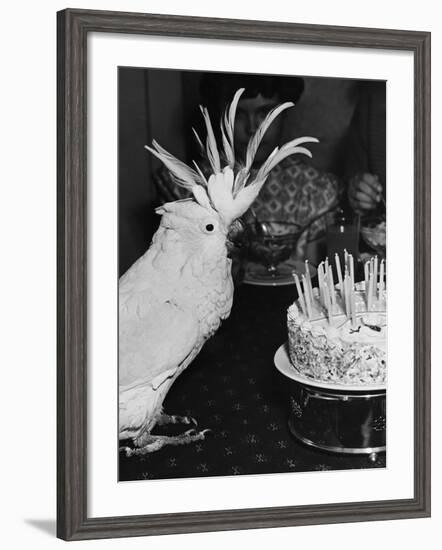 Cocky the Cockatoo's Birthday-null-Framed Photographic Print