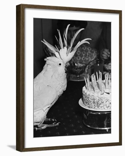 Cocky the Cockatoo's Birthday-null-Framed Photographic Print