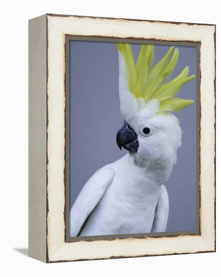 Cocky-Art Wolfe-Framed Premier Image Canvas