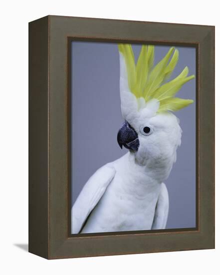 Cocky-Art Wolfe-Framed Premier Image Canvas