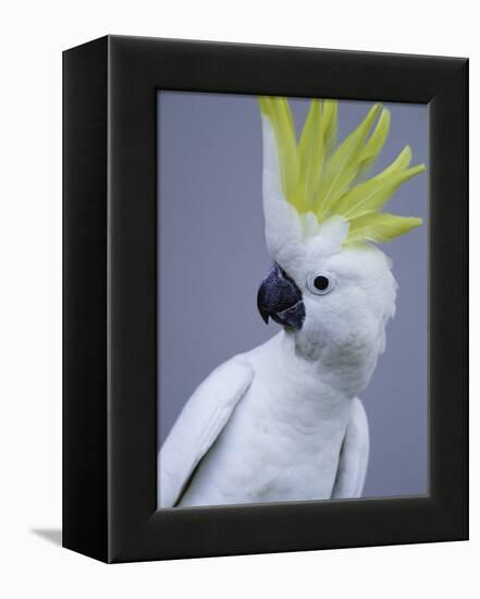 Cocky-Art Wolfe-Framed Premier Image Canvas
