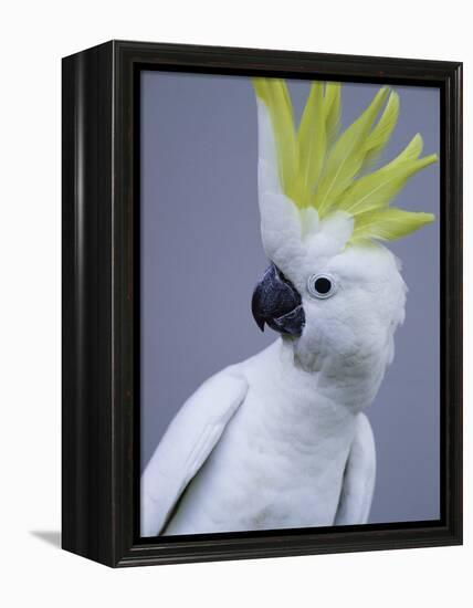 Cocky-Art Wolfe-Framed Premier Image Canvas