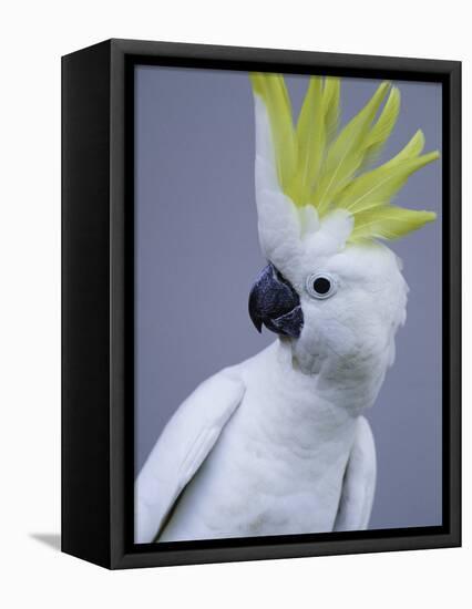 Cocky-Art Wolfe-Framed Premier Image Canvas