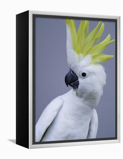 Cocky-Art Wolfe-Framed Premier Image Canvas