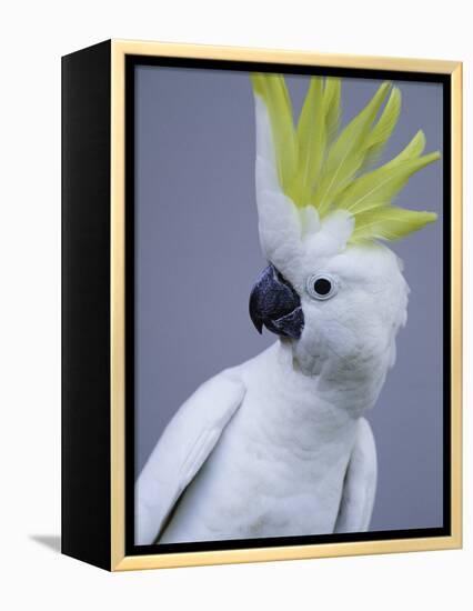 Cocky-Art Wolfe-Framed Premier Image Canvas