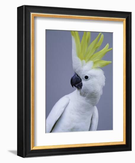 Cocky-Art Wolfe-Framed Photographic Print