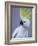 Cocky-Art Wolfe-Framed Photographic Print