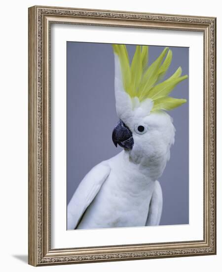 Cocky-Art Wolfe-Framed Photographic Print