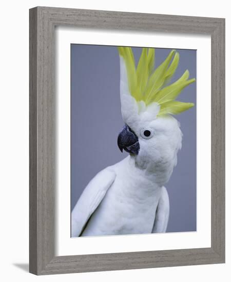 Cocky-Art Wolfe-Framed Photographic Print