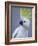 Cocky-Art Wolfe-Framed Photographic Print