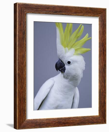 Cocky-Art Wolfe-Framed Photographic Print