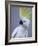 Cocky-Art Wolfe-Framed Photographic Print