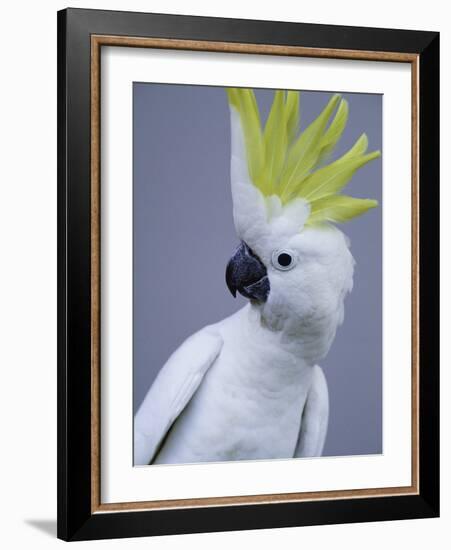 Cocky-Art Wolfe-Framed Photographic Print