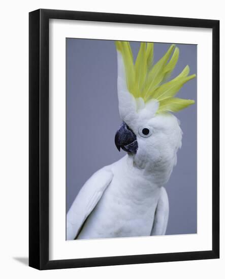 Cocky-Art Wolfe-Framed Photographic Print