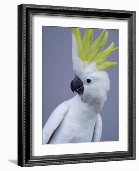 Cocky-Art Wolfe-Framed Photographic Print