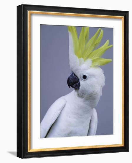 Cocky-Art Wolfe-Framed Photographic Print