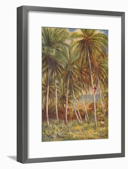 'Coco-nut Palms', 1924-Unknown-Framed Giclee Print