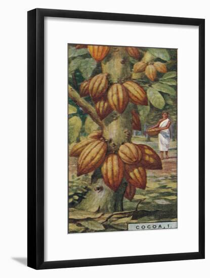 'Cocoa, 1. - Cacao Tree, Trinidad', 1928-Unknown-Framed Giclee Print
