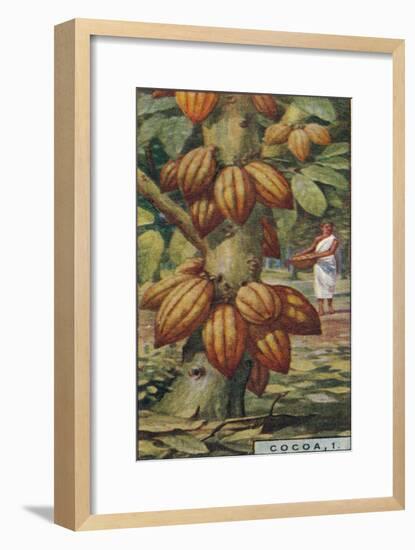 'Cocoa, 1. - Cacao Tree, Trinidad', 1928-Unknown-Framed Giclee Print