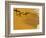 Cocoa Beach Surfer, Florida, USA-Stuart Westmoreland-Framed Photographic Print