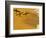 Cocoa Beach Surfer, Florida, USA-Stuart Westmoreland-Framed Photographic Print