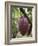 Cocoa (Cacao) Fruit on Tree, Kalitakir Plantation, Kalibaru, Java, Indonesia-Ian Trower-Framed Photographic Print